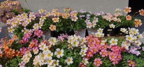  充裕|“懒人”养花就养它，养护很简单，种1棵就能收获100棵，四季开花