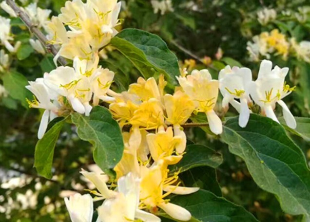 金银花|此花是一蒂二花，两条花蕊探在外，像雄雌相伴，又似鸳鸯对舞