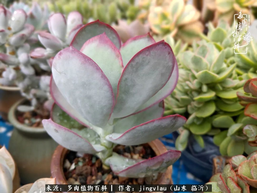 花月|多肉露养度夏,没遮阳没遮雨,有惊无险!