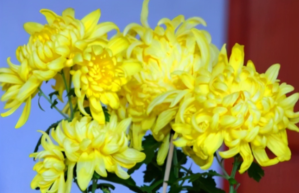 女性|聪明女性都在吃3种食物,营养丰富、延缓衰老,早吃早受益!