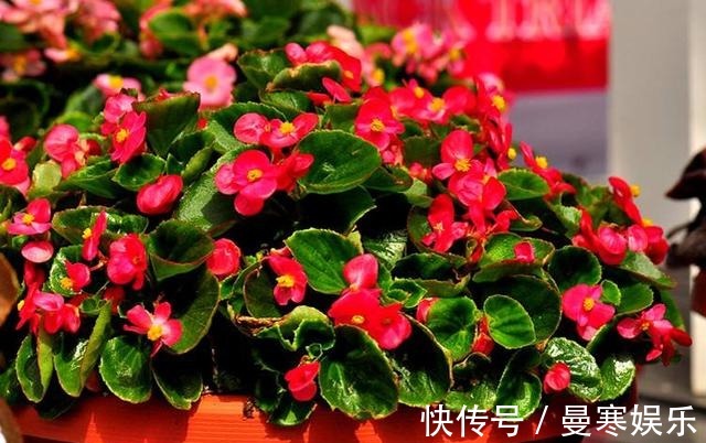 堆肥土|君子兰,四季海棠以下养殖,花苞一波接一波,叶茂花艳花开不断