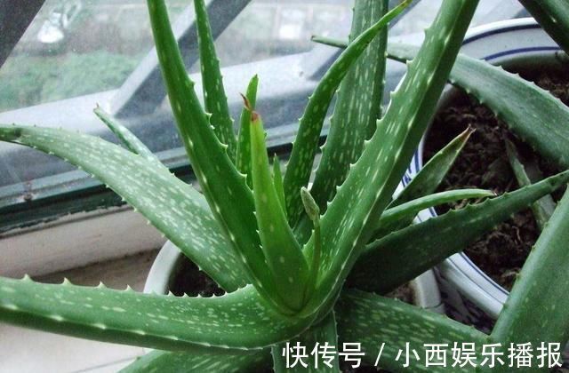 植物|卧室养7种“植物”,放一盆,空气好,睡眠好,好养漂亮长爆盆