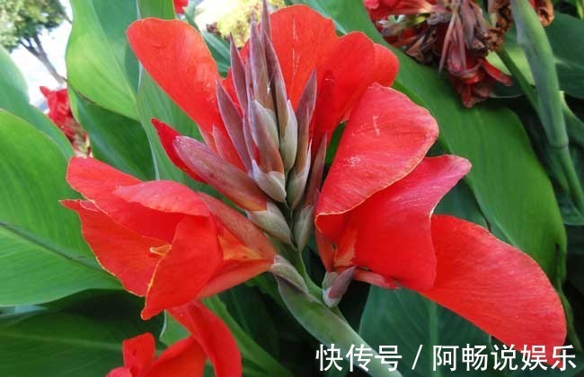 喜欢在家中养护花卉,就选择花色鲜艳,花朵漂亮,欣赏价值高的花