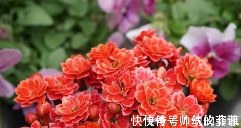 扦插|又到长寿花扦插季节,做好“2选3足”,15天长满白根!