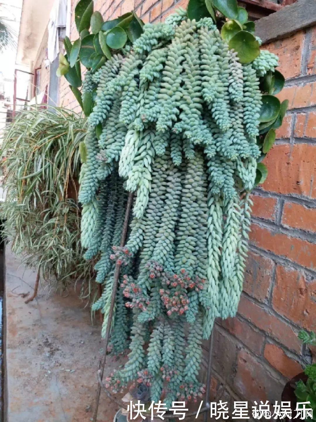 秋天买多肉，认准这点，长得胖嘟嘟窜出一圈小芽！