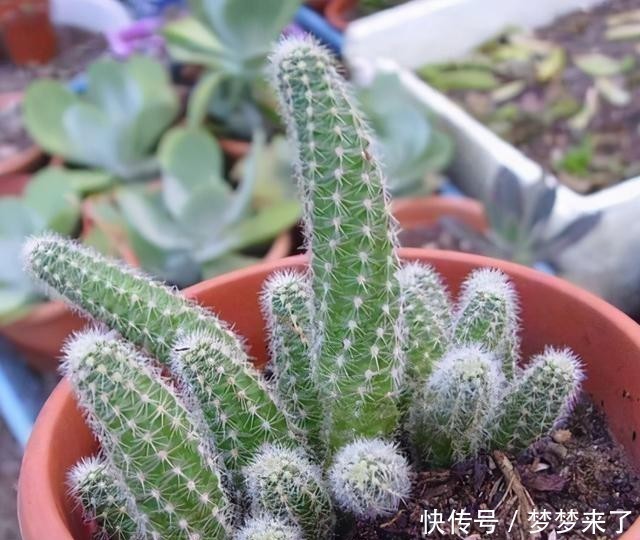 仙人掌“大毛虫”,冬天冻通红,春天“精致”满头,开眼了