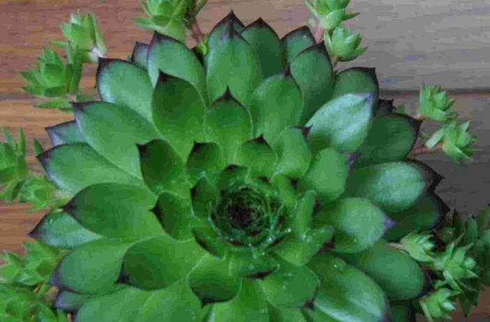 如何养多肉观音莲教你3个养护妙招，轻松爆盆，长出千朵小莲花