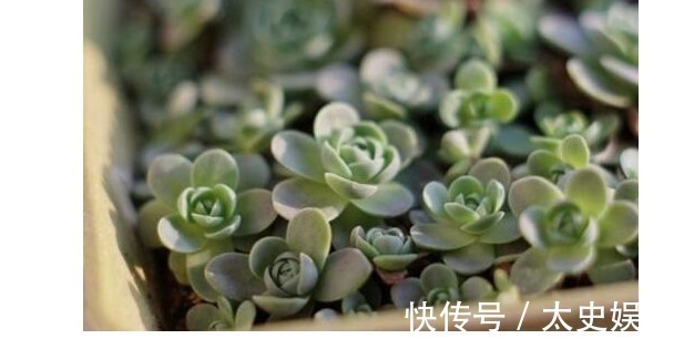 姬胧月|以下5种多肉,最容易爆盆!养上几盆,分分钟养爆盆,花盆装不下