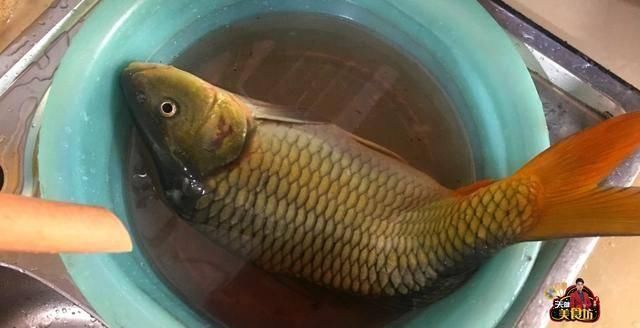 鲤鱼|红烧鲤鱼简单的家庭做法,学会这一招,鱼肉鲜香嫩滑无腥味