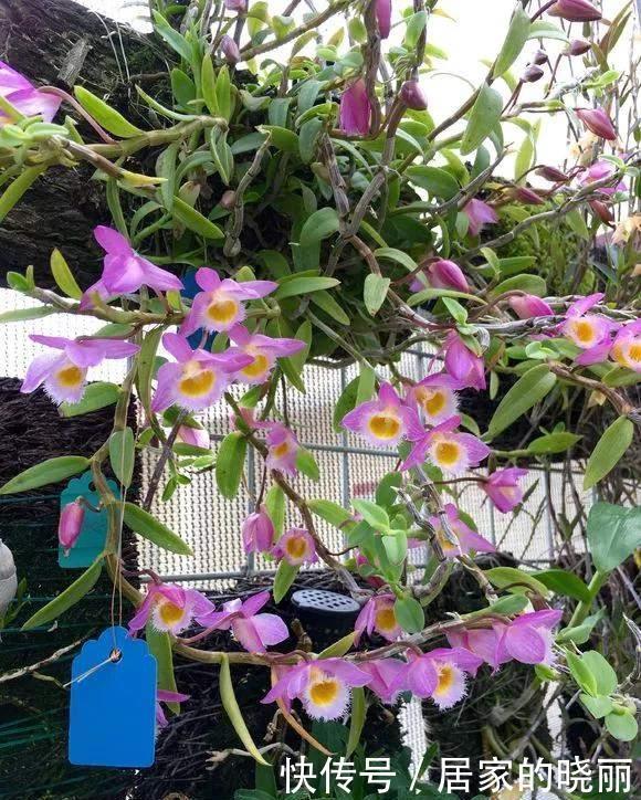 种花|4种花不能用土养,不然浇水就烂根,花再多精力也没用