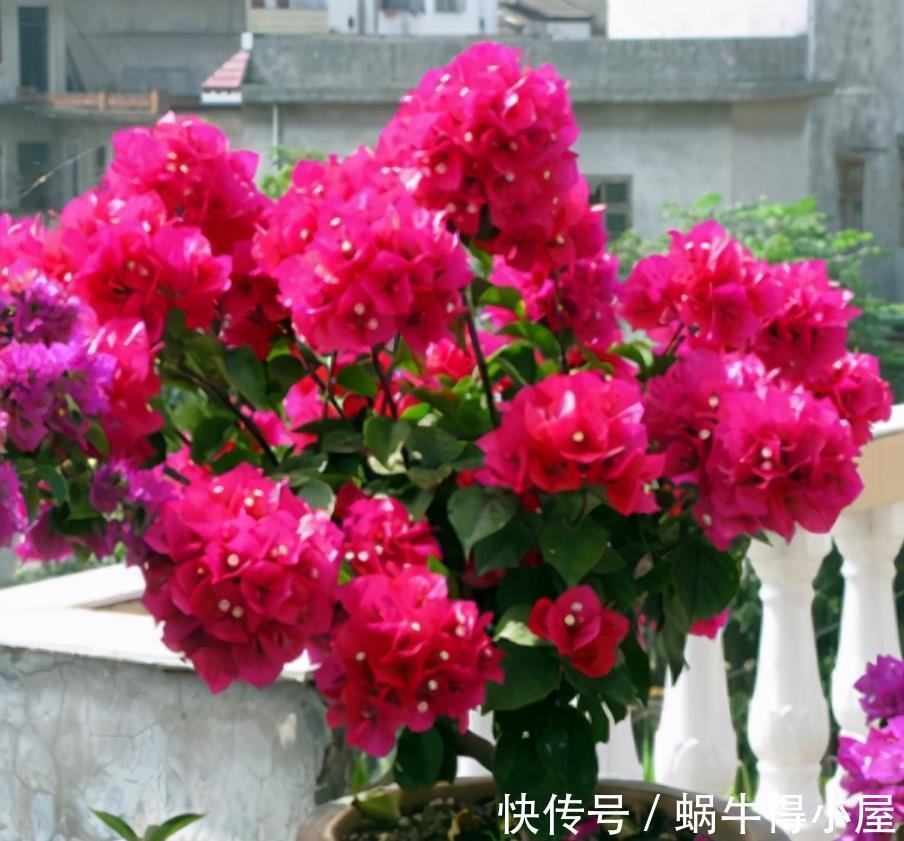 缠枝牡丹|7月买花有讲究,6种花正花苞满枝,带回家清香宜人小半年