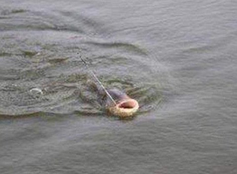 看懂这3种刺激鱼儿开口的逗鱼方式，你将会有钓不完的鱼！