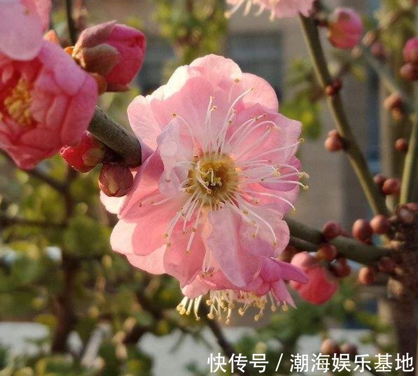 12个月各有各的花神，你出生在几月，你的花神就是它