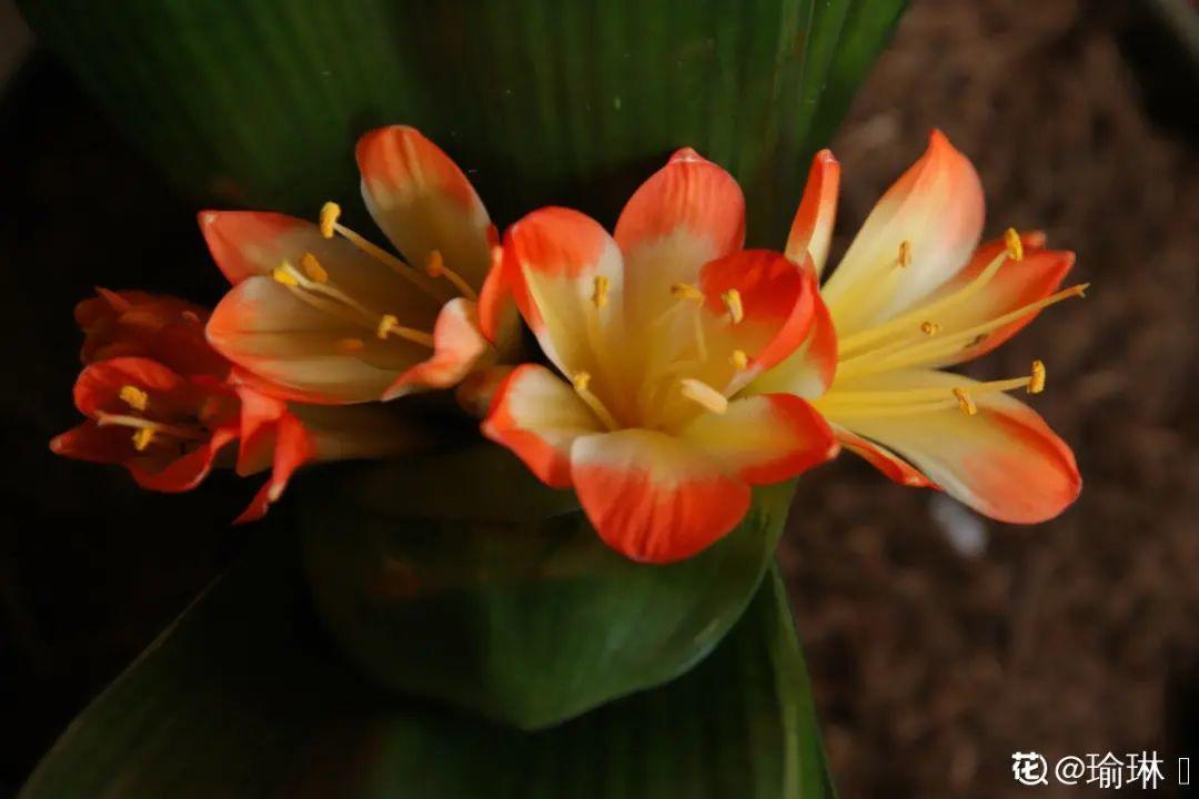 再穷也要养长寿花，寓意好、开花美，养人又养家！