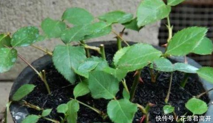 “4种花”现在扦插正合适，10天生根，夏季就开花，开满阳台！