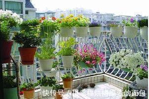 净化|此7种健康花，养家里空气清新病菌少，看看你家有吗