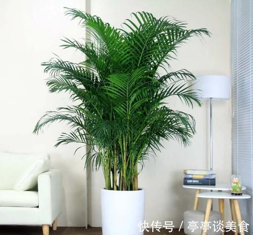 5种盆栽夏天不休眠,大水大肥的伺候,越热反而长势越旺