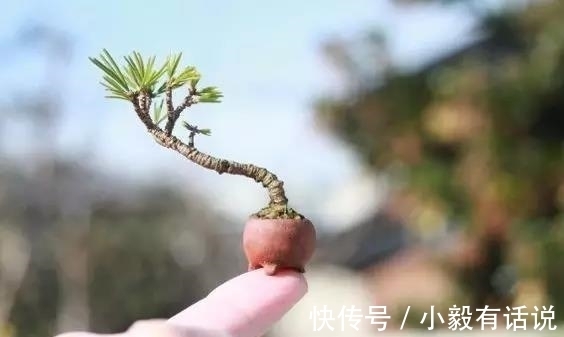 微型盆景越来越受欢迎，这里是它们的“集中营”，都是你想知道的
