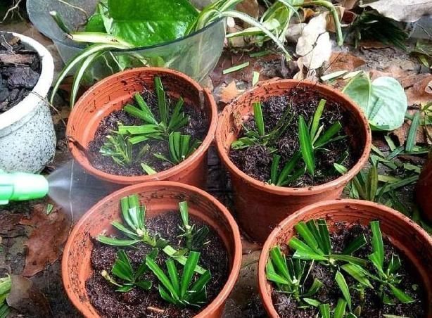 盆栽|养这“昂贵盆景”不花钱,折1根枝“插”土里,15天生根,长势猛