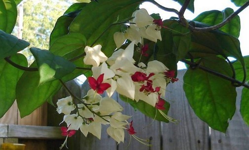 在家养龙吐珠别担心养不好,掌握好要点,花开就属它最艳丽最好看