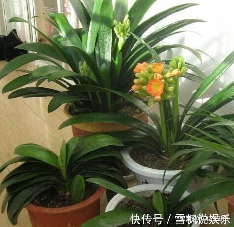 肥料|家中常见一种料,花盆里放一勺,就是万能肥,养花非常赞,呼呼长