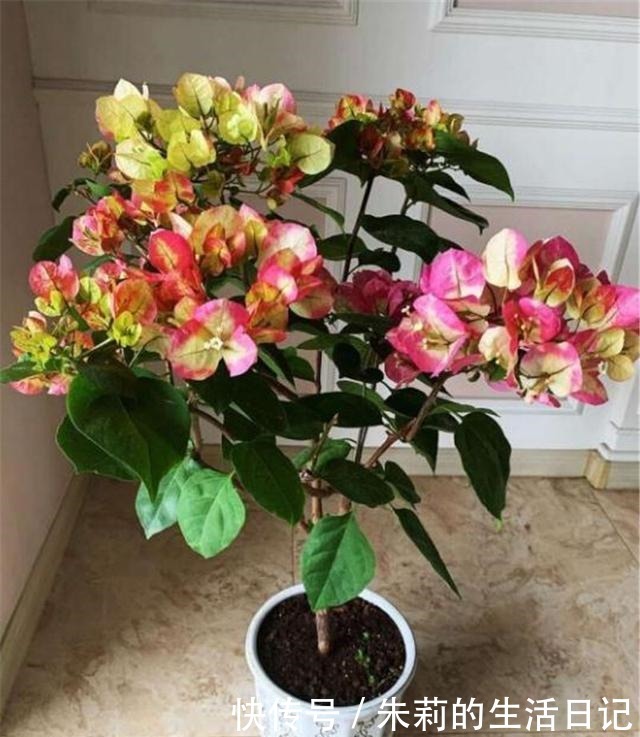 三角梅还没开花春天用3个妙招，让它花儿朵朵冒！