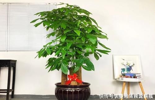 客厅摆上6种花,不仅养人还旺财,一听名字就是吉祥花