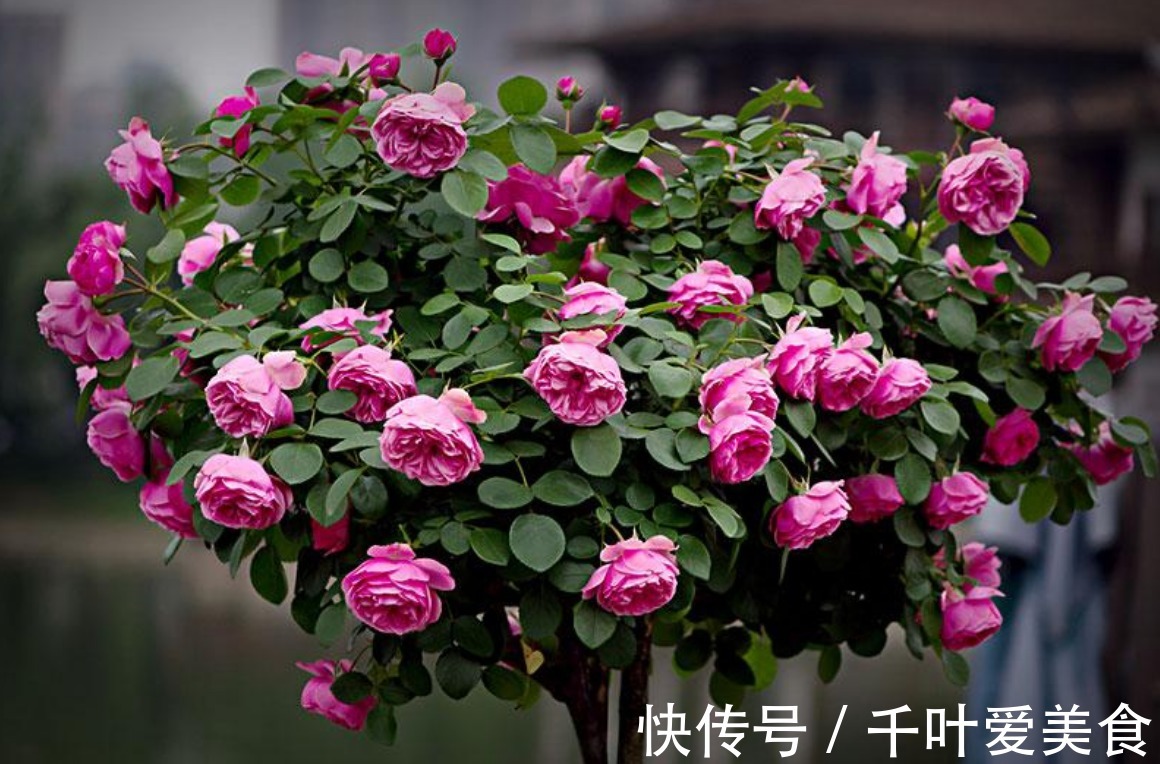 种花|花大爱爆盆,花香四溢,养一盆放阳台真好看