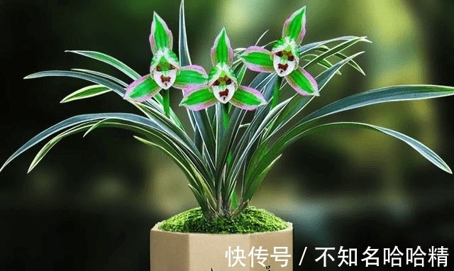 双色|这种兰花很“霸气”，花开双色，兰香浓郁，很好养，适合新手