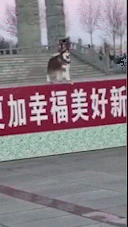 |搞笑GIF:妹子,下回要跳,选个好点的椅子。