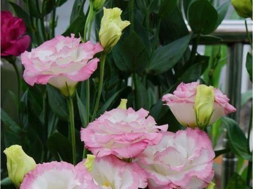 最受欢迎的4种花,花朵硕大、优美高贵,养在家里上档次!