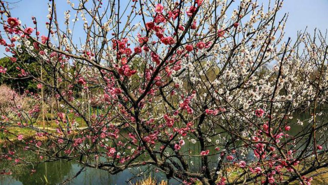 拍案叫绝|《全宋词》里最狂一首词,每一句都很狂,读来也是令人拍案叫绝