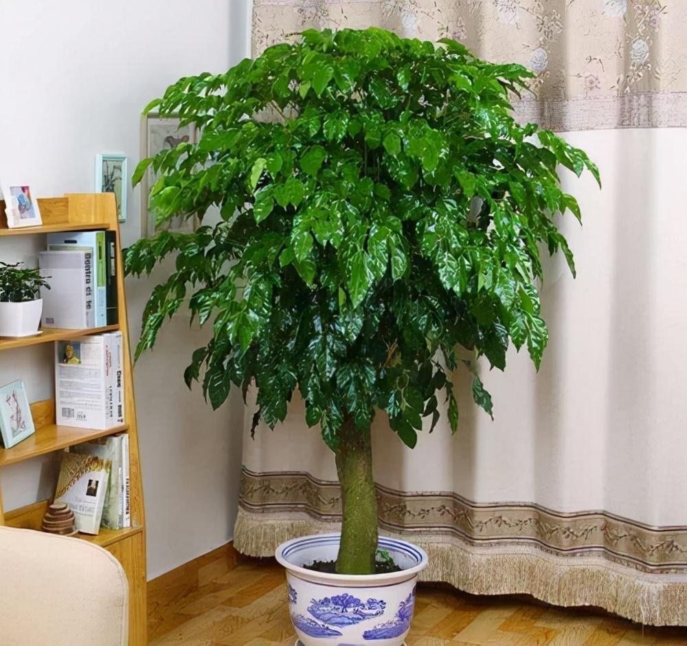 10大吉祥花,客厅有空地一定要养一盆,高档又好养,旺财又旺家