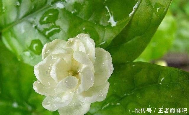 世界上花香排名前三的花,却在生活中很常见,你家有养么!