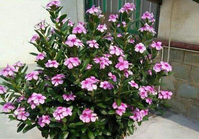 这些小草花,个个真美人,阳台养几盆,繁花不断,美到不敢看