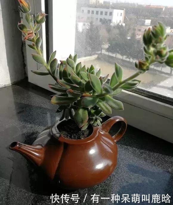 邻居捡破烂养花,全家都反对,栽上花后都笑了!