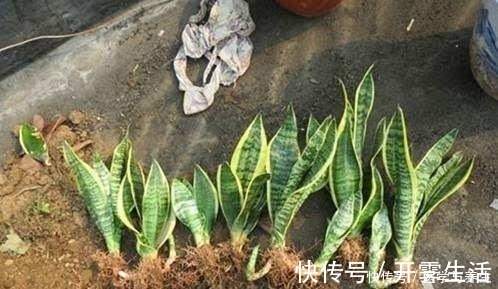 腐殖材料|栽植虎皮兰,土壤里加点“它”,叶片碧绿旺盛,一年长高30cm!