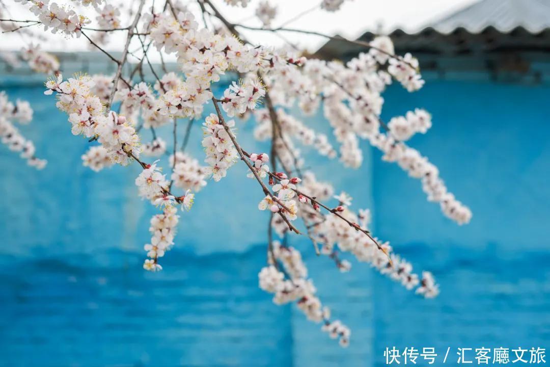 老年|趁春光,打卡新疆最美花海、草原、湖泊、古城、村落……