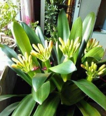 什么淘米水、啤酒水都不如它,“一勺”养爆一盆花,就怕你不认识