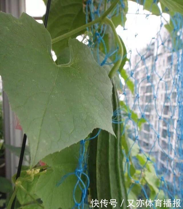 家里的油桶作用大,别扔,一个月不愁菜吃