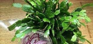 洋葱|7天给花“喝”一勺养花“杀菌水”,不黄叶、不长虫,新叶“噌噌”长