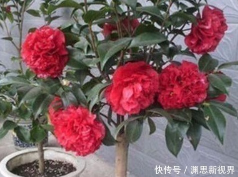 什么水果皮、黄豆水都不如“它”，盆里埋1勺，一年都不用施肥