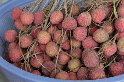 杨梅|想要身体长得壮,让孩子多吃四种食物,补充营养,越来越健康