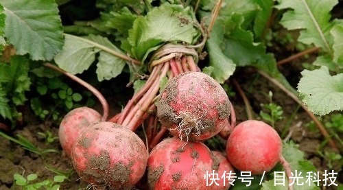 萝卜|立秋后,晚上当零食吃两个,降三高,止咳化痰,大肚子变平了