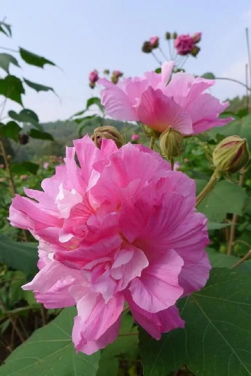 什么花最好看？