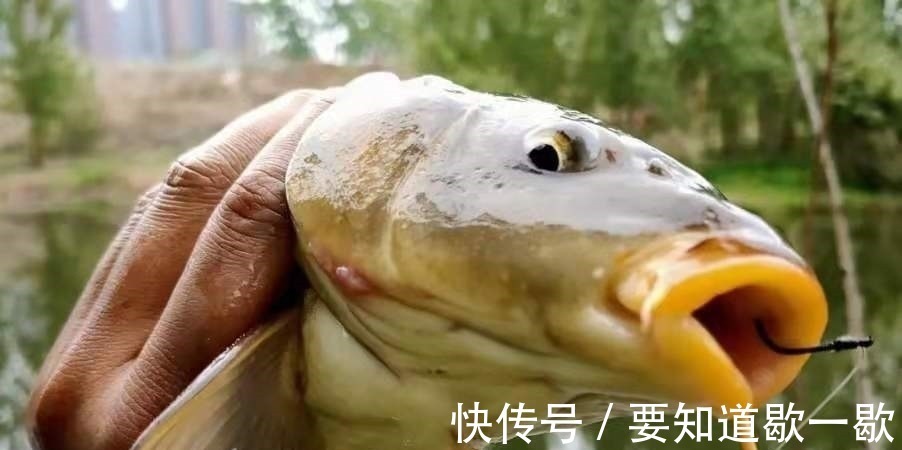 窝料|早就听说这鲤鱼钓法百试不爽,用过才后悔知道晚了!
