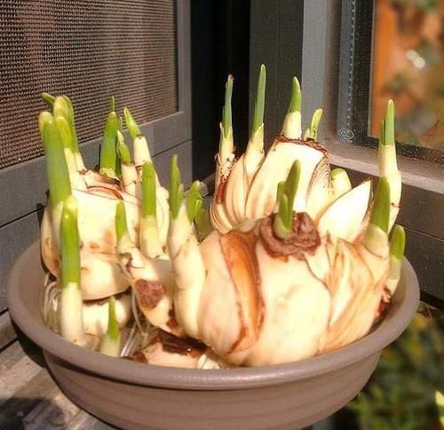 这几种花开完花后直接扔了吧,继续养意义不大