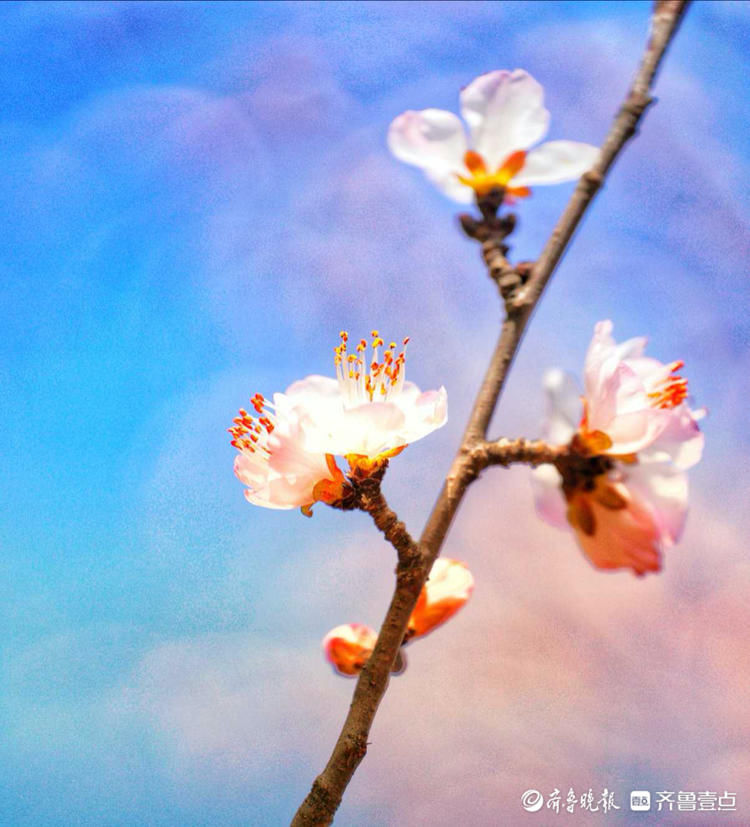 花意争春！济南千佛山公园的梅花，暗香袭来|就地过年?春在身边| 花意争春！济南千佛山公园的梅花，暗香袭来\＂,\＂i10\＂:\＂就地过年?春在身边