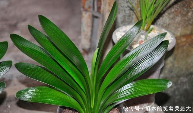 秋天应该买什么花!