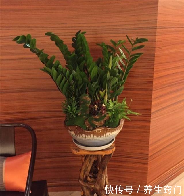 适合“懒人”养的5种花,耐阴又耐旱,扔在客厅1个月,依旧旺盛!